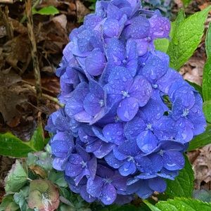 Meet your Posher, Valerie